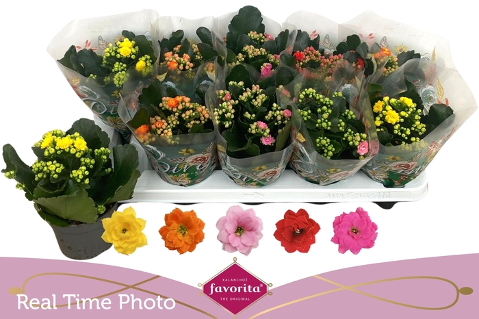 <h4>KAL GE PERF GEM 5 KL</h4>