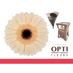 Germini Mindset Water