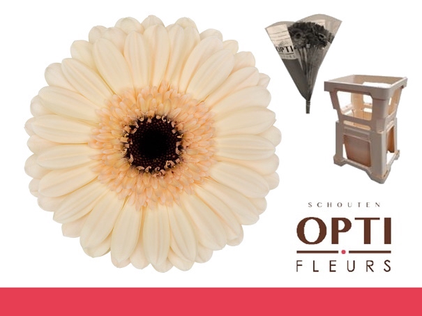 <h4>Germini Mindset Water</h4>