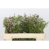 Kaaps Groen Spray Brunia