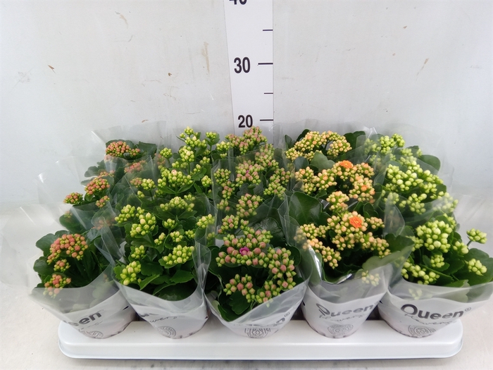 <h4>Kalanchoe blos.   ..rosebud mix  5</h4>