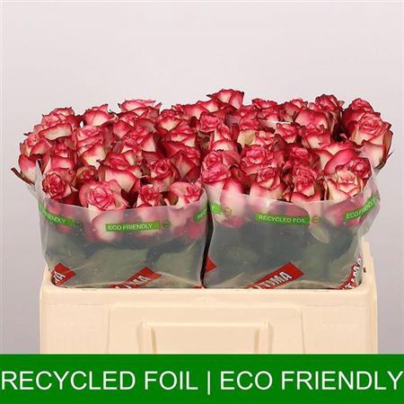 <h4>Rosa grootbloemig Paloma</h4>