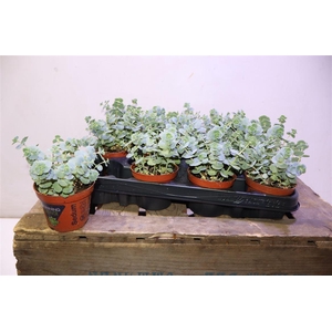 arr8 Sedum Sieboldii