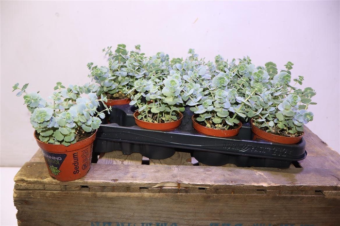<h4>Sedum Sieboldii</h4>