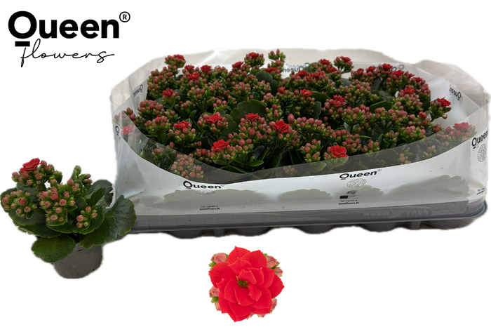 <h4>KAL GE RF NOELLE</h4>