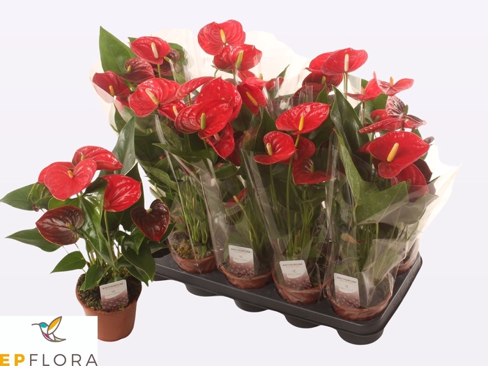 <h4>ANTHU A JAMBO RED</h4>
