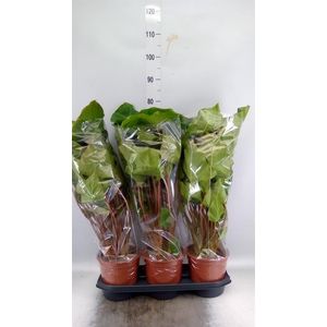 Homalomena rubescens 'Maggy'