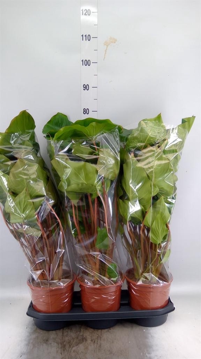 <h4>Homalomena rubescens 'Maggy'</h4>