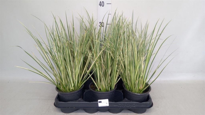 <h4>Acorus gramineus 'Aureovariegatus'</h4>