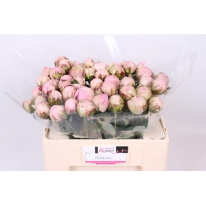 Paeonia Pillow Talk | Heavy Quality