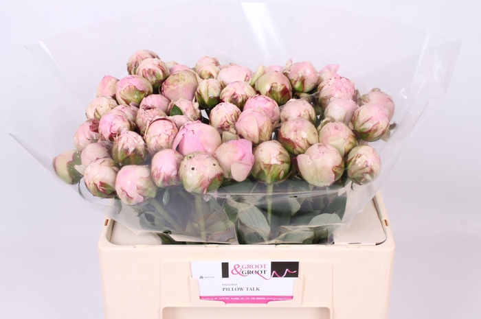 <h4>Paeonia Pillow Talk | Heavy Quality</h4>