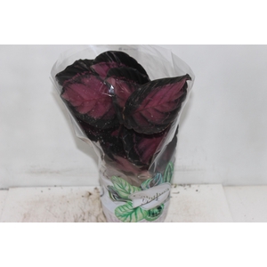 CALATHEA ROSEA PICTA CRIMSON P17