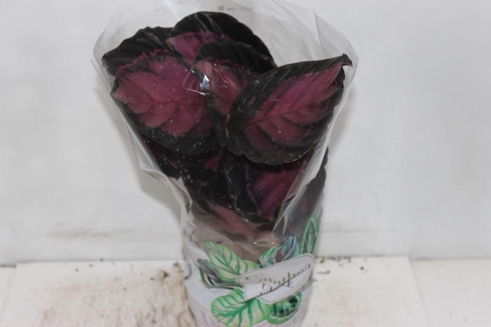 <h4>CALATHEA ROSEA PICTA CRIMSON P17</h4>