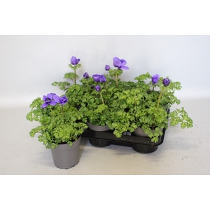 Anemone coronaria Animo Blue