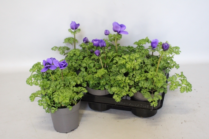 <h4>Anemone coronaria Animo Blue</h4>