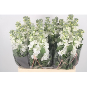 Matth Iron White