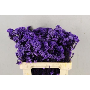 Pf Rice Flowers Purple 100g