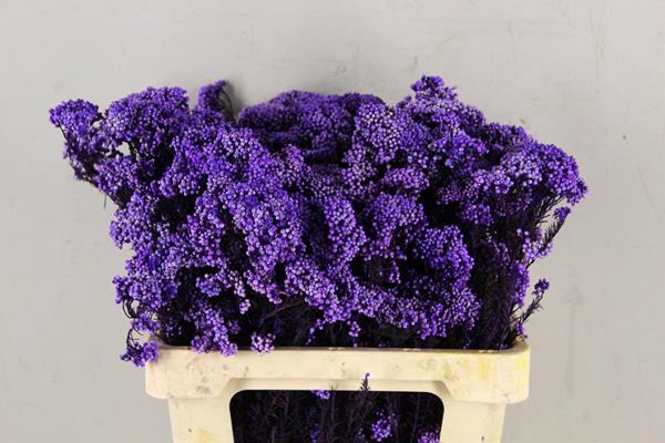 Pf Rice Flowers Purple 100g