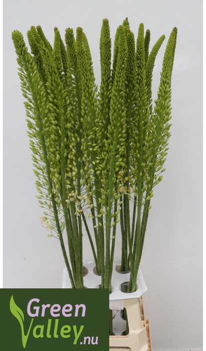 <h4>EREMURUS WHI WEDDING</h4>