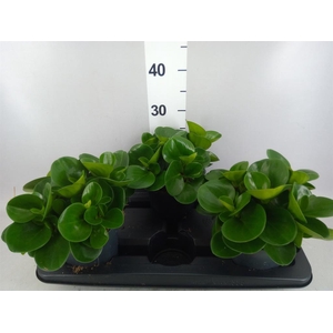 Peperomia obt. 'Green Gold'