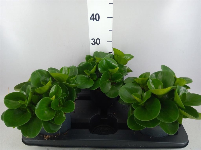 <h4>Peperomia obt. 'Green Gold'</h4>