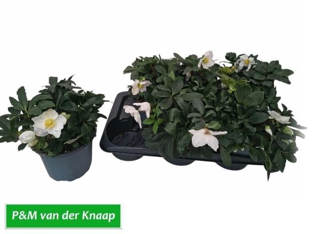 <h4>HELL NI CHR CAROL</h4>