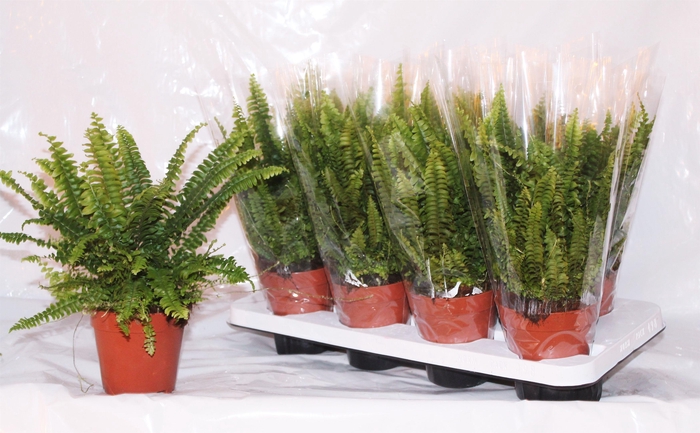 <h4>NEPHR EX GREEN LADY</h4>