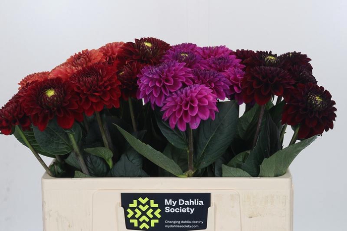 Dahlia Fox Mix