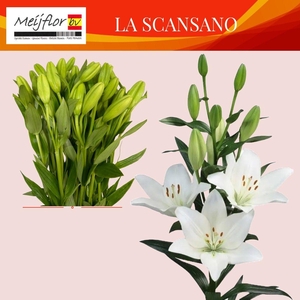 LI LA SCANSANO