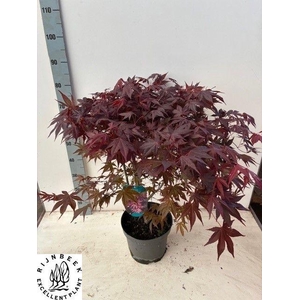 ACER PA ATROPURPUREU