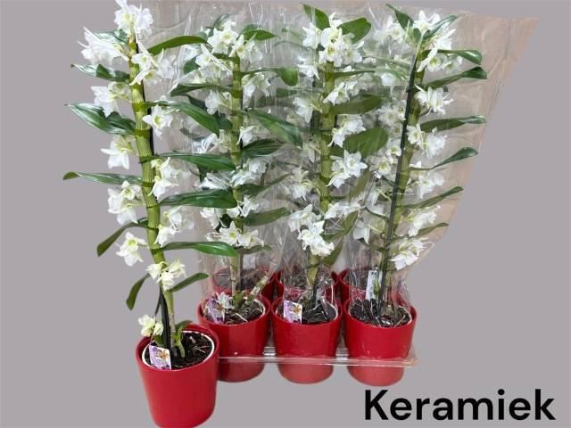 <h4>DENDR N SC APOLLON</h4>