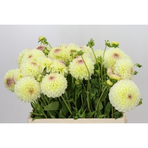 Dahlia Jowey Venite