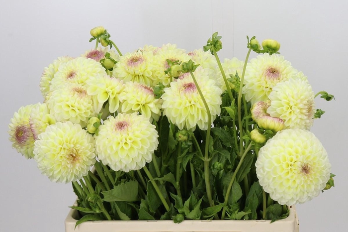 <h4>Dahlia Jowey Venite</h4>