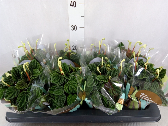 <h4>Peperomia caperata 'Lilian'</h4>