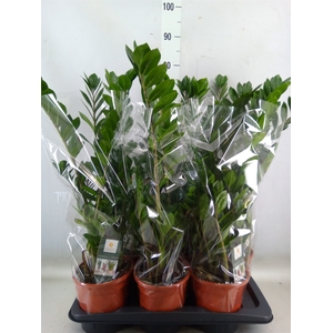 Zamioculcas zamiifolia