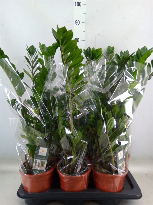 <h4>Zamioculcas zamiifolia</h4>
