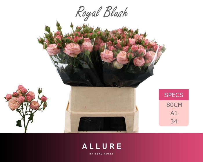 <h4>R TR ROYAL BLUSH ALLURE 80 cm</h4>