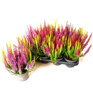 CALLU BL S TRI ME GP