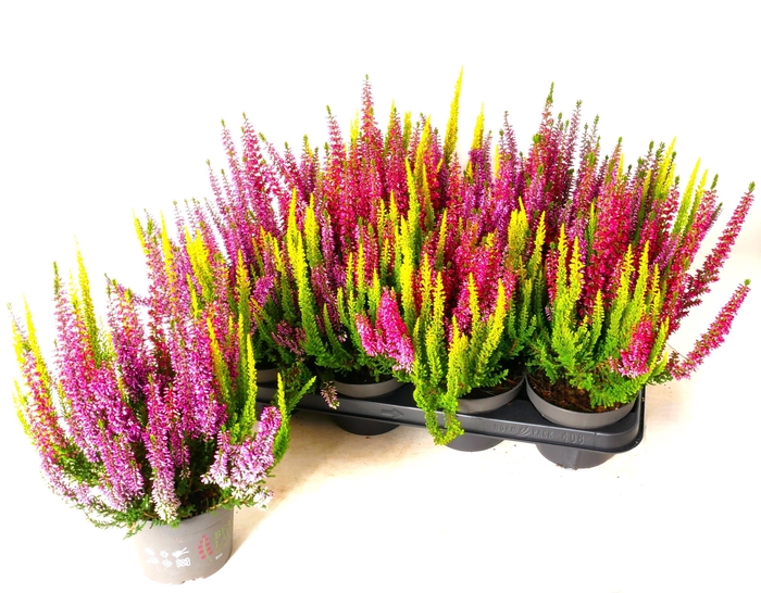 <h4>CALLU BL S TRI ME GP</h4>