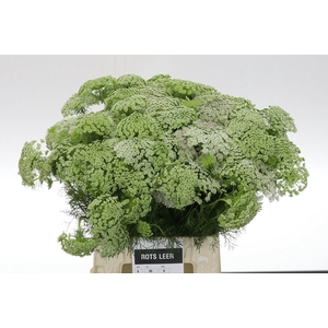 Ammi Visnaga 45