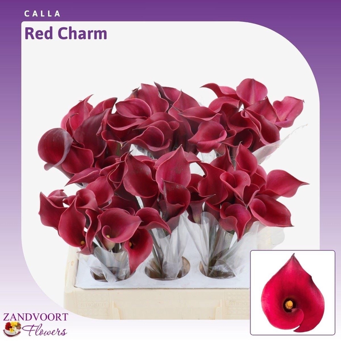 <h4>Calla Red Charm</h4>