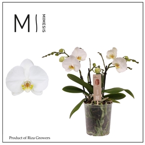 Phalaenopsis Spirit White 3 spike - 12cm | Mimesis