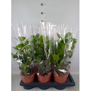 Clusia rosea 'Princess'