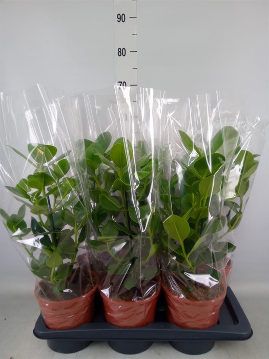 <h4>Clusia rosea 'Princess'</h4>