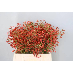 Rosa Prinsberry Fire Adomex