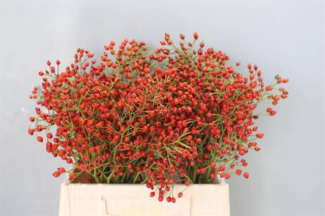 <h4>Rosa Prinsberry Fire Adomex</h4>