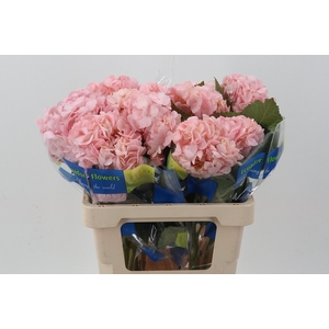 Hydr Light Pink Select
