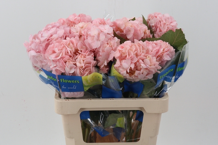 <h4>Hydr Light Pink Select</h4>