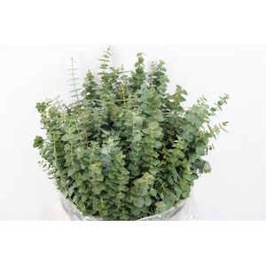 Euca Baby Blue Short 150gr P Bunch