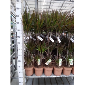 Dracaena marg. 'Magenta'